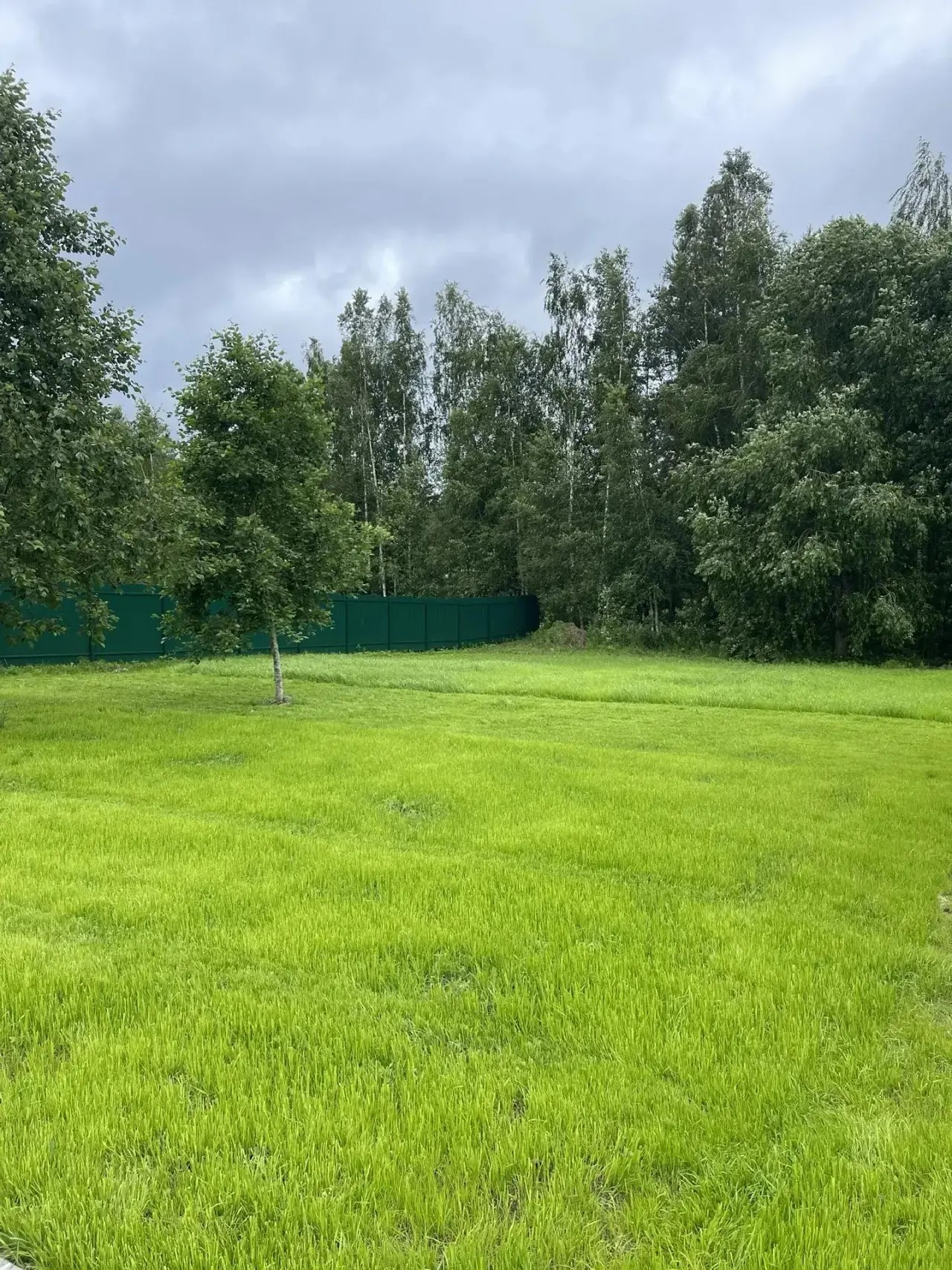 Готовый газон на участке