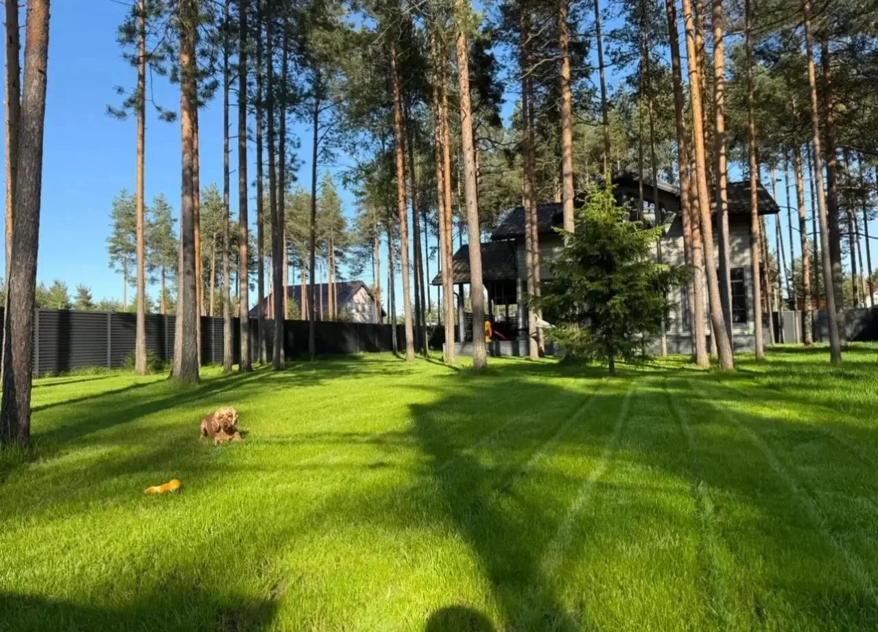 Готовый газон на лесном участке