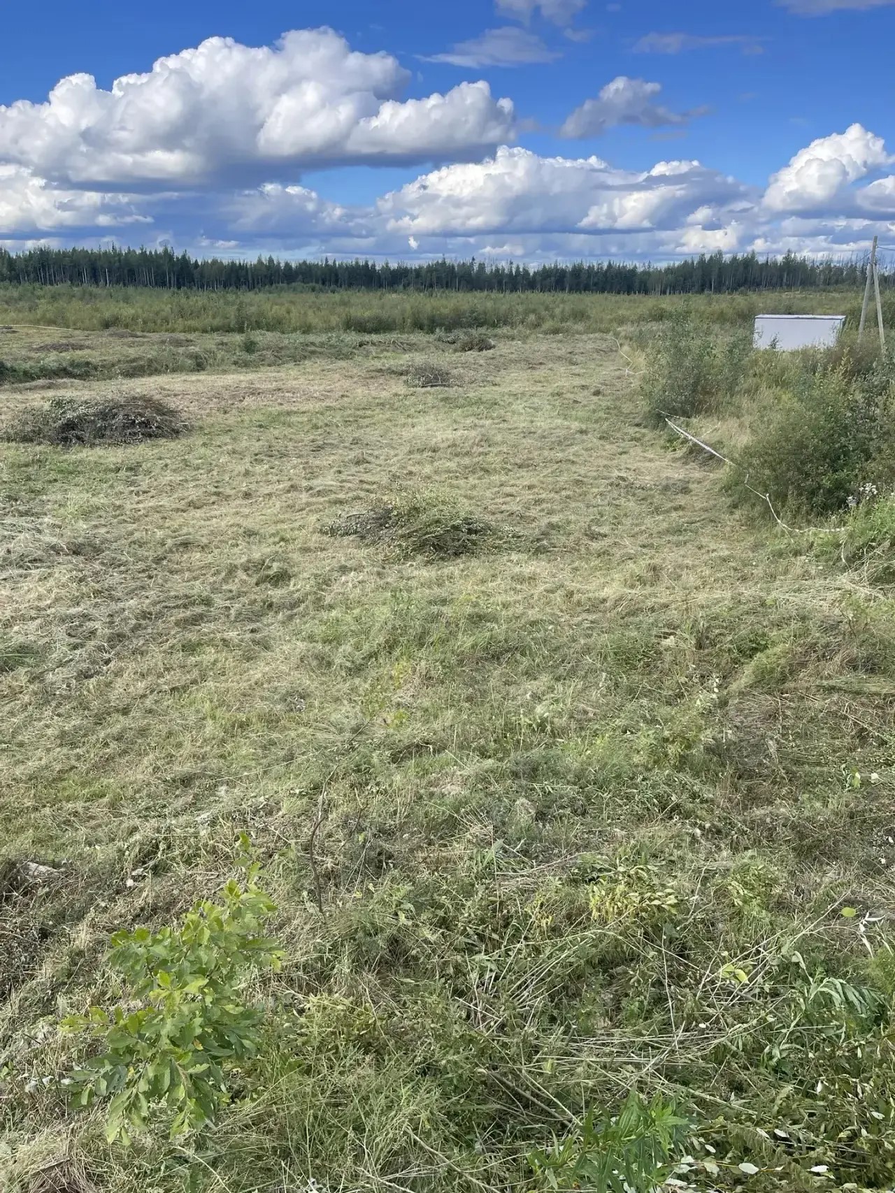 Покос высокой травы и кустарника